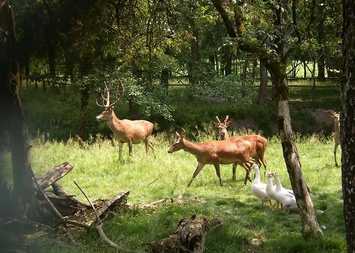 The Lp * فيلتري